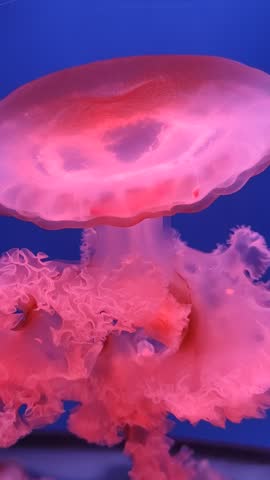 large pink purple jellyfish with long tentacles, in the deep sea, ocean, in a blue aquarium. jellyfish dance, swim underwater