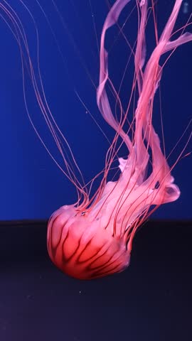 large pink purple jellyfish with long tentacles, in the deep sea, ocean, in a blue aquarium. jellyfish dance, swim underwater