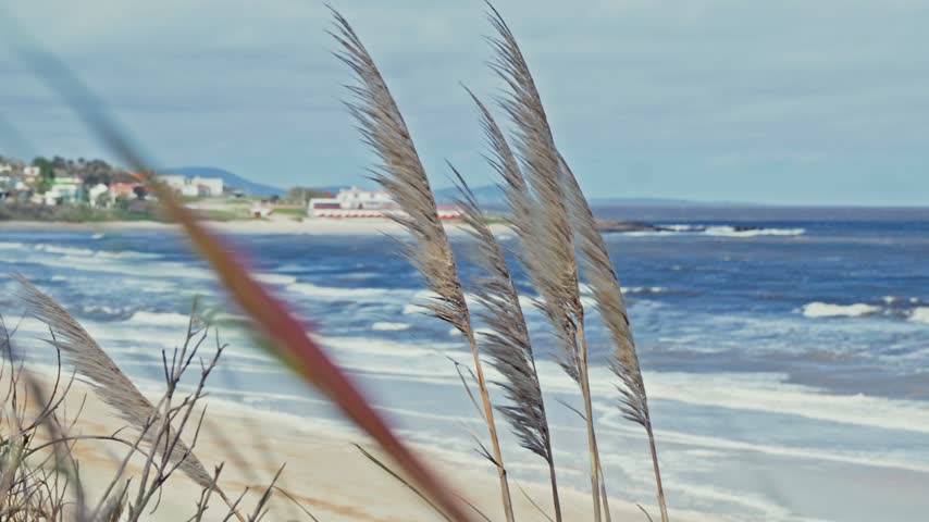 A close-up shot captures pampas grass swaying on coastal dunes with ocean waves in the background. This serene footage is ideal for travel, wellness, and nature documentaries.