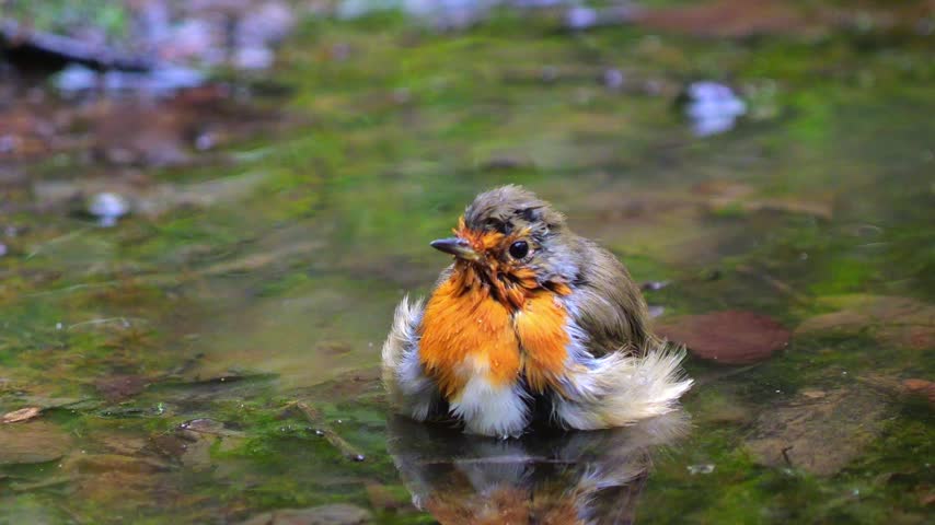 Robin or redbreast (Erithacus rubecula), bathing in a puddle. Slow motion shot