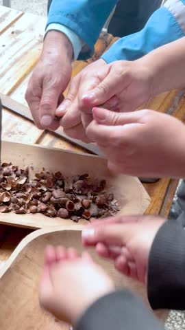 Artisanal process of peeling roasted cocoa beans to separate the nibs (the inside of the bean) from their husks.