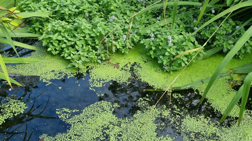 Close-Up of Pond Water and Floating Duckweed with Aquatic Plants