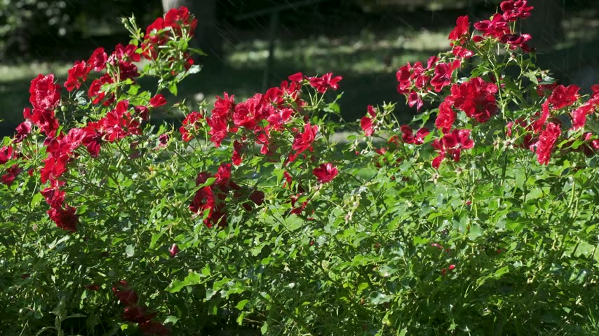 Red roses covered with sparkling water droplets as a garden sprinkler sprays fine streams of water over blooming rose bushes in bright summer sunlight.