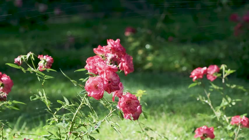 Pink roses covered with sparkling water droplets as a garden sprinkler sprays fine streams of water over blooming rose bushes in bright sunlight.