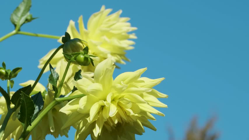 Bright yellow dahlia flowers blooming in a botanical garden against a clear blue summer sky, with unopened flower buds and green foliage.