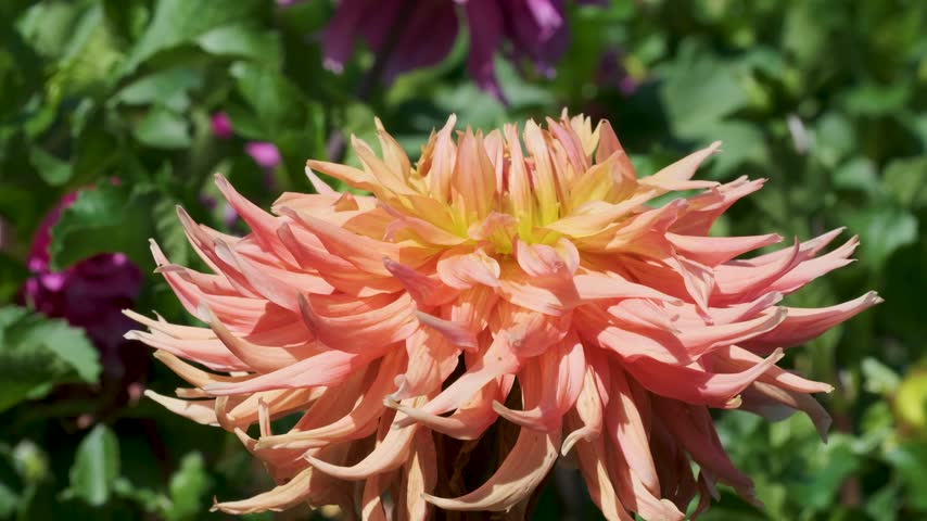 Close-up of a large peach orange dahlia flower with intricate spiky petals, blooming in a sunny garden surrounded by lush green foliage.