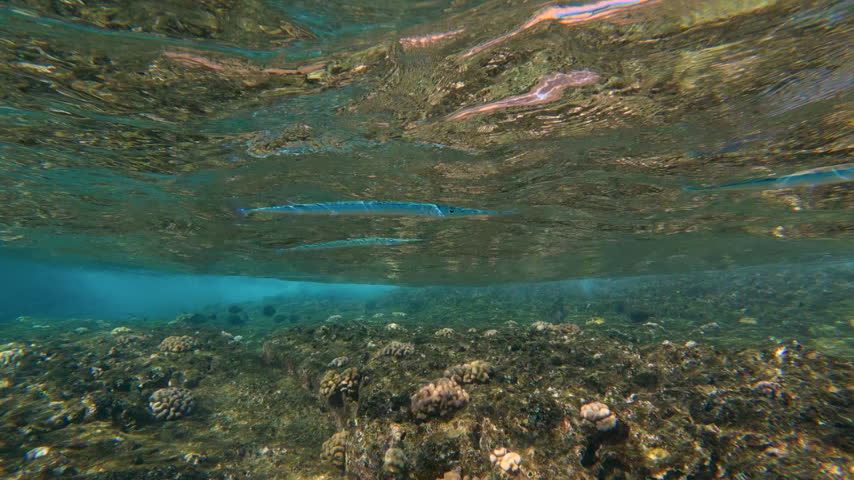 Crocodile needlefish near the ocean surface, Hawaii