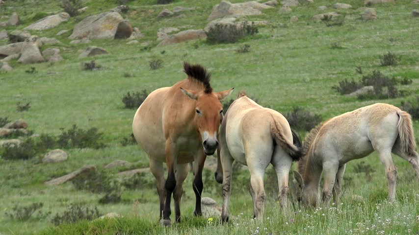 White foal among Przewalski horses moving through Mongolian steppe in natural habitat. Young equine, endangered wildlife, grazing herd, native mammals, free grassland family scene. The juvenile travels within the herd, where nearby adults offer protection and social guidance. Young Przewalski horses gradually learn movement, grazing, and group behavior across the open range. Known in Mongolia as takhi, the species is closely linked with rewilding and grassland conservation.