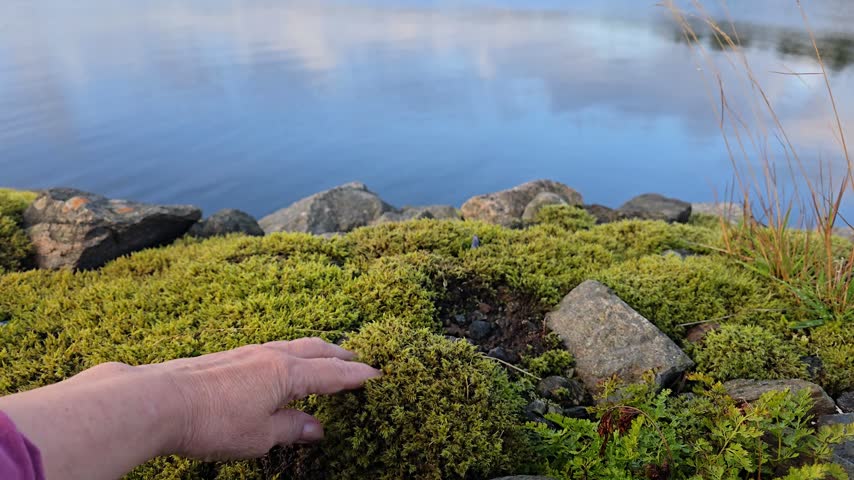  Hand lifting and examining soft green moss mound on granite rock. Norway, Alver. September
