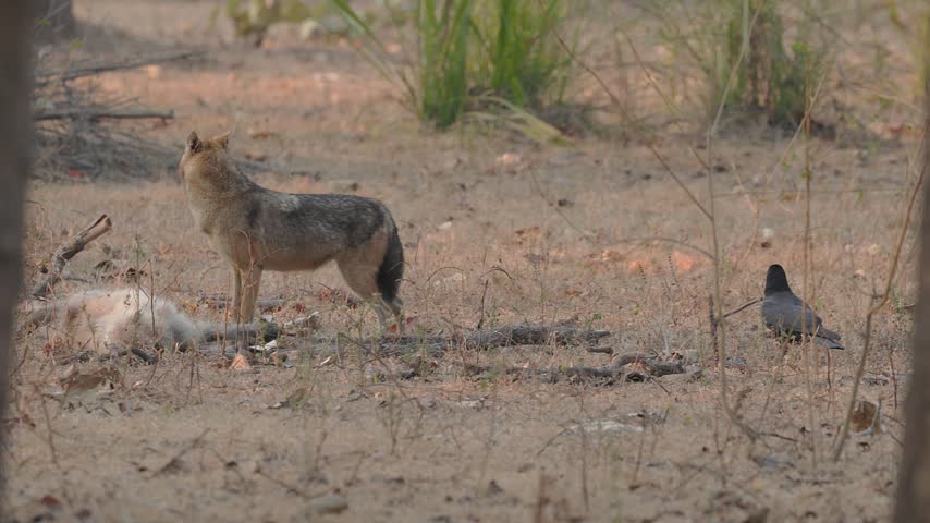 View of a golden jackal standing in the dry forest of Bandhavgarh Tiger Reserve near a crow Kila Bandhogarh, Madhya Pradesh, India.