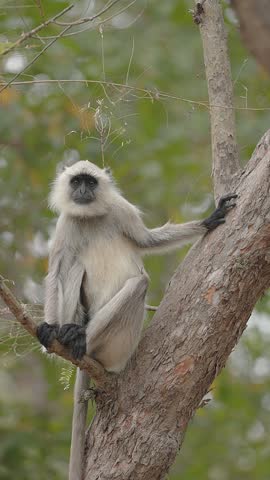 View of a gray langur perched on a tree branch in the forest of Bandhavgarh Tiger Reserve in Kila Bandhogarh, Madhya Pradesh, India.