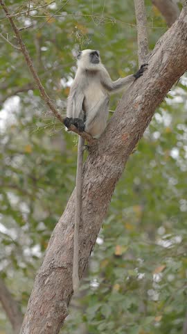 View of a gray langur perched on a tree branch within the forest of Bandhavgarh Tiger Reserve in Kila Bandhogarh, Madhya Pradesh, India.