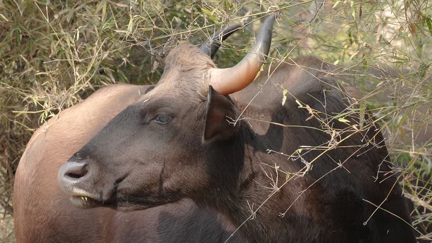 View of a gaur standing among dry branches in the forest of Bandhavgarh Tiger Reserve in Kila Bandhogarh, Madhya Pradesh, India.