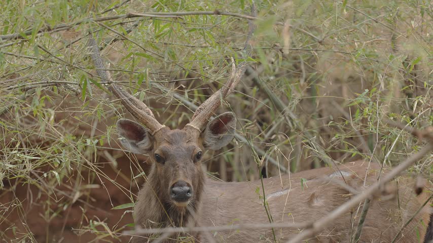 View of a deer with antlers standing in the dense bamboo forest of the Bandhavgarh Tiger Reserve in Kila Bandhogarh, Madhya Pradesh, India.