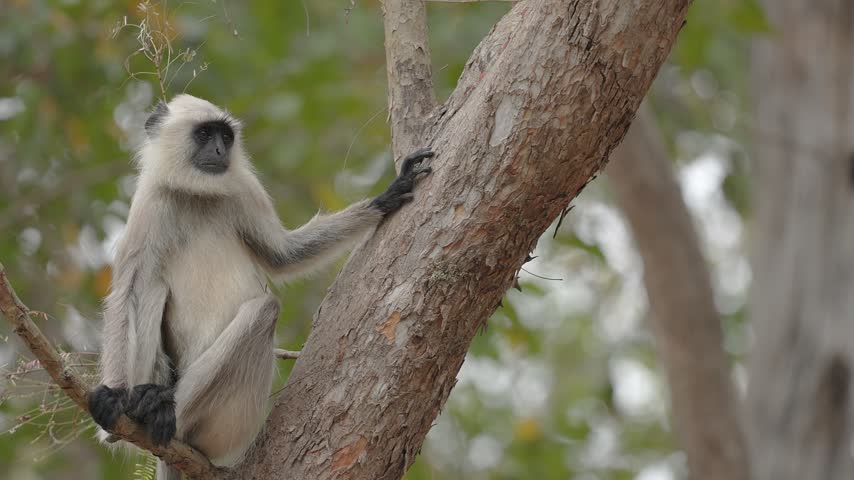 View of a gray langur perched on a tree branch in the forest of Bandhavgarh Tiger Reserve in Kila Bandhogarh, Madhya Pradesh, India.