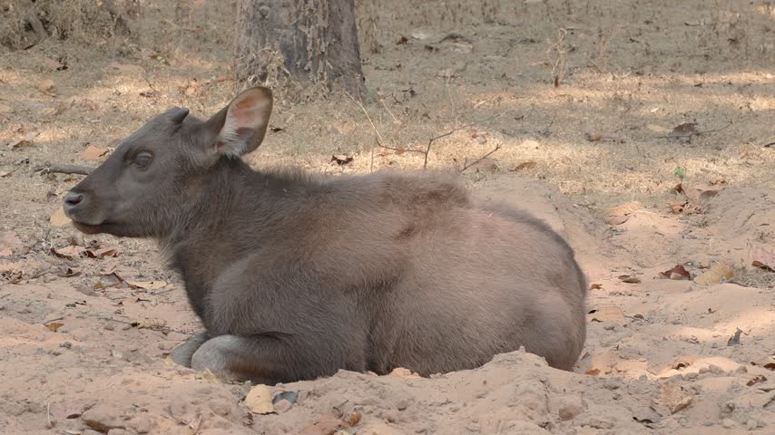 View of a young gaur calf resting on the sandy forest floor in the Bandhavgarh Tiger Reserve, Kila Bandhogarh, Madhya Pradesh, India.