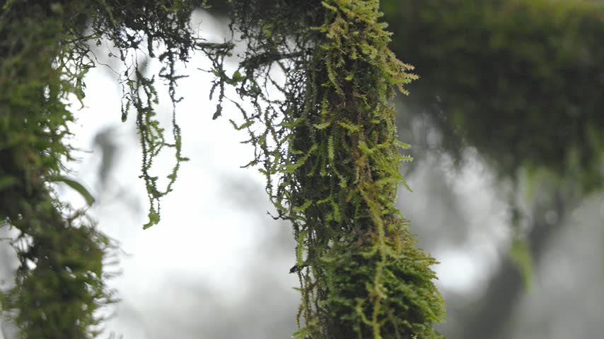 View of vibrant green moss hanging from tree branches in a misty forest in Baoshan, Yunnan, China.