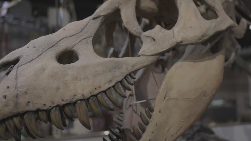 A dramatic, close-up panning shot of a massive Tyrannosaurus Rex (T-Rex) dinosaur fossil. The camera movement starts on the terrifying, teeth-baring skull and slowly tracks down the intricate vertebrae of its long skeletal spine. Perfect for paleontology documentaries, natural history museum features, and educational content on prehistoric predators, evolution, and extinction.