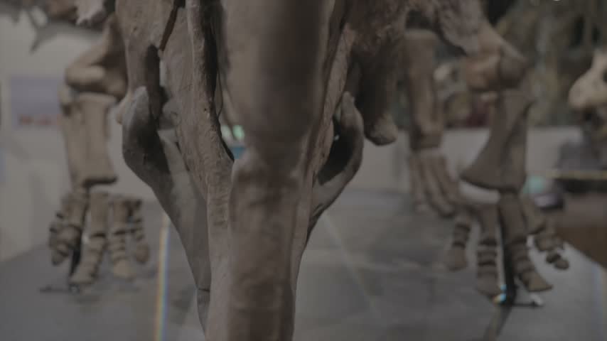 A detailed, high-contrast close-up shot focusing on the massive skull, distinct horns, and bony frill of a prehistoric Triceratops (Ceratopsidae) dinosaur fossil. Perfect for paleontology documentaries, natural history museum exhibits, educational science videos, and content exploring earth history, evolution, and the Mesozoic era.
