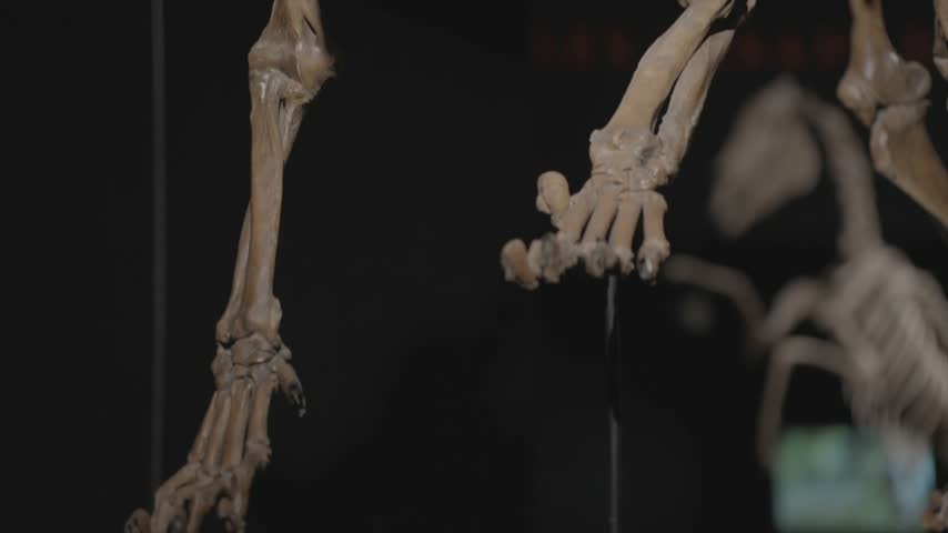A dramatic, high-contrast close-up shot of a prehistoric sabertoothed tiger (Smilodon) fossil skull staring directly at the camera against a solid black backdrop. Featuring distinctively long, sharp canine teeth, this striking visual is perfect for science documentaries, natural history museum features, paleontology educational videos, and themes of evolution, prehistoric predators, and ice age extinction.