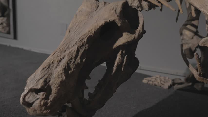 This video is a panning shot of ancient prehistoric fossils and dinosaur skeletal remains showcased in a stark gray museum or gallery setting. Perfect for educational content, science documentaries, paleontology features, history exhibits, and themes of evolution, archaeology, and extinction.