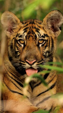A close-up portrait of a young tiger peeking through green foliage, showcasing detailed fur patterns and striking amber eyes in a naturalistic zoo enclosure.
