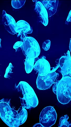 Vertical video of translucent moon jellyfish aurelia aurita swimming in dark aquarium water with glowing neon color changing light effect.