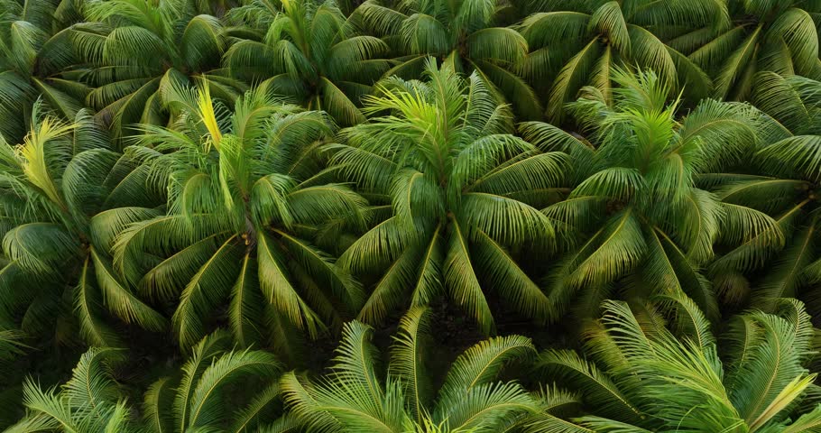 Top view of coconut trees field in the sunrise	
