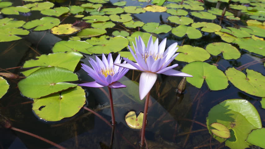 Purple water lily lotus flowers blooming in outdoor pond surrounded by green lily pads.