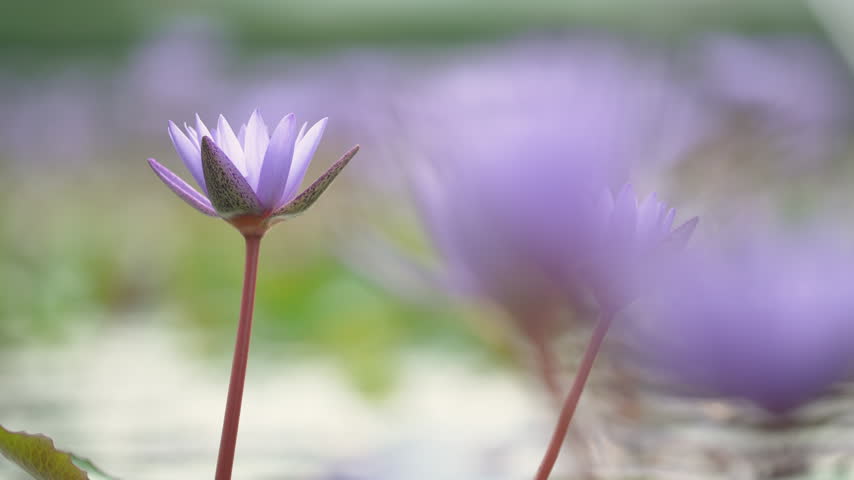 Close-up of a blooming purple lotus flower in a quiet aquatic garden.