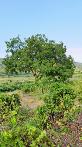 A large, lush green walnut tree standing alone in a scenic rural countryside landscape with rolling hills and clear blue skies in Iasi, Romania.