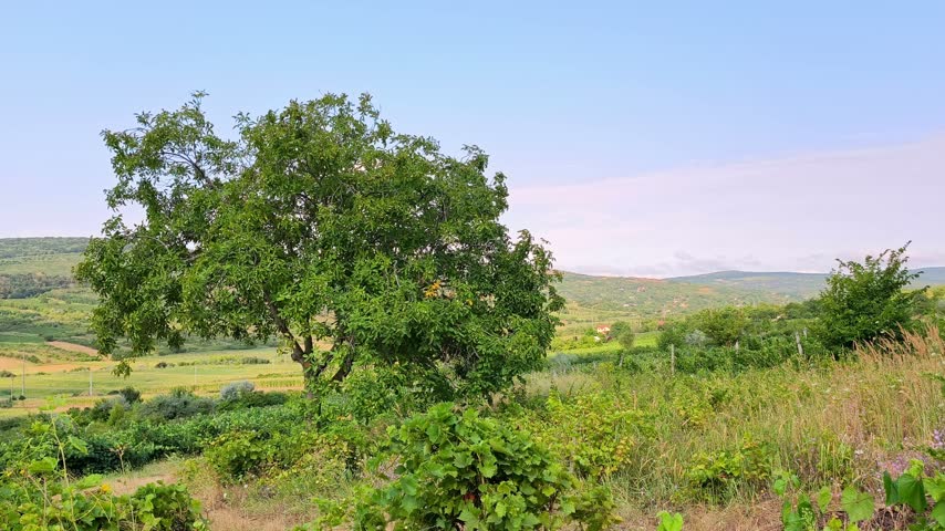 A large, lush green walnut tree standing alone in a scenic rural countryside landscape with rolling hills and clear blue skies in Iasi, Romania.