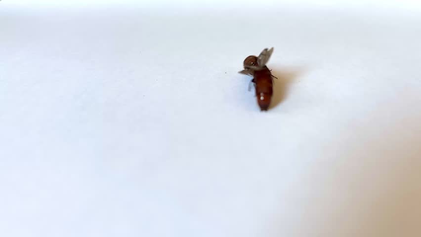 A small brown fly sat motionless on a sheet of white paper. Its wings were spread, while its antennae twitched slightly. The insect had a dark body and legs splayed wide. The atmosphere here was quiet, secluded, and undisturbed.