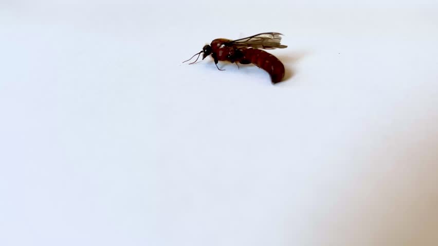 A small brown fly sat motionless on a sheet of white paper. Its wings were spread, while its antennae twitched slightly. The insect had a dark body and legs splayed wide. The atmosphere here was quiet, secluded, and undisturbed.