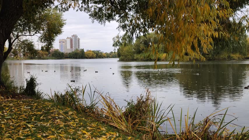 Large willow trees grow on the shore of the lake, their branches lean over the calm water. Behind them, city buildings and trees with yellowed leaves are visible. Ducks swim on the water. Cloudy autumn weather