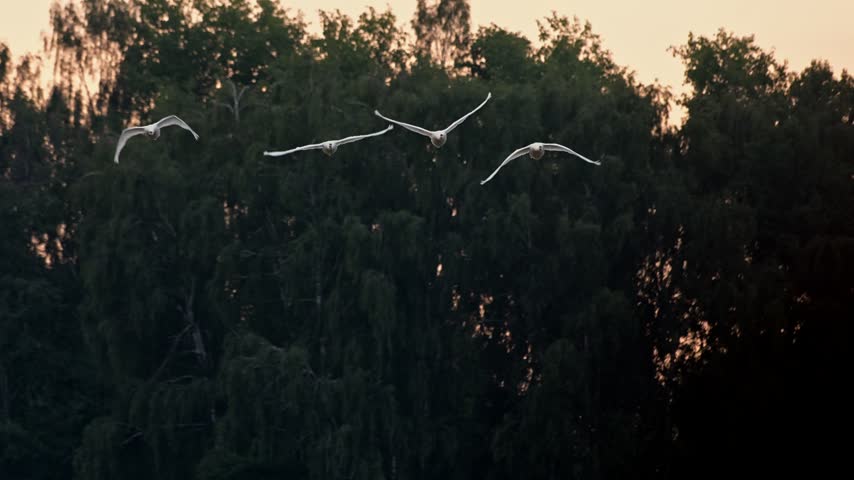 Whooper swans swim among pond reeds before taking off and flying over the water during sunrise filmed in slow motion