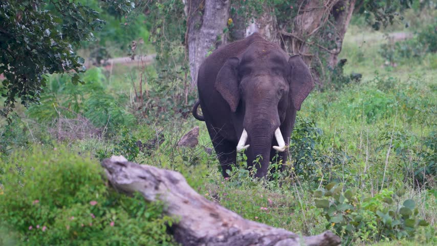 A tusked male Asian Elephant walks through green forest understorey past a fallen log in Bandipur Tiger Reserve, India.