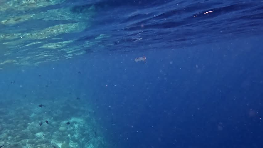 A needlefish swimming close to the ocean surface above the coral reef near Ellaidhoo island in the Maldives