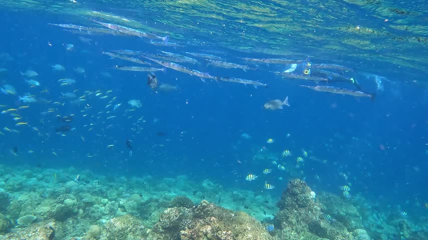 A small swarm of needlefish swimming close to the ocean surface above the corals near Ellaidhoo island in the Maldives
