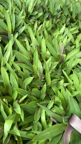 Close-up of young green dendrobium orchid plants growing densely in a nursery.