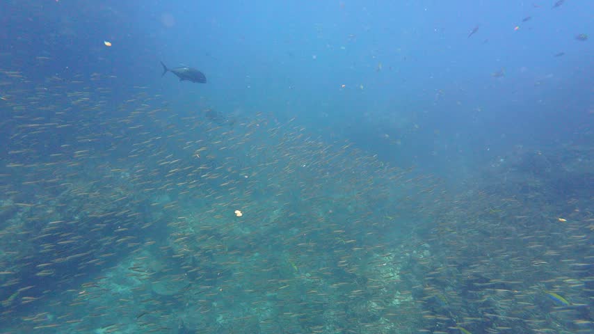 Richelieu Rock, Thailand: Underwater footage of a giant trevally swims among small glass fish and yellow snappers during a dive in the Richelieu Rock site in the Andaman sea 