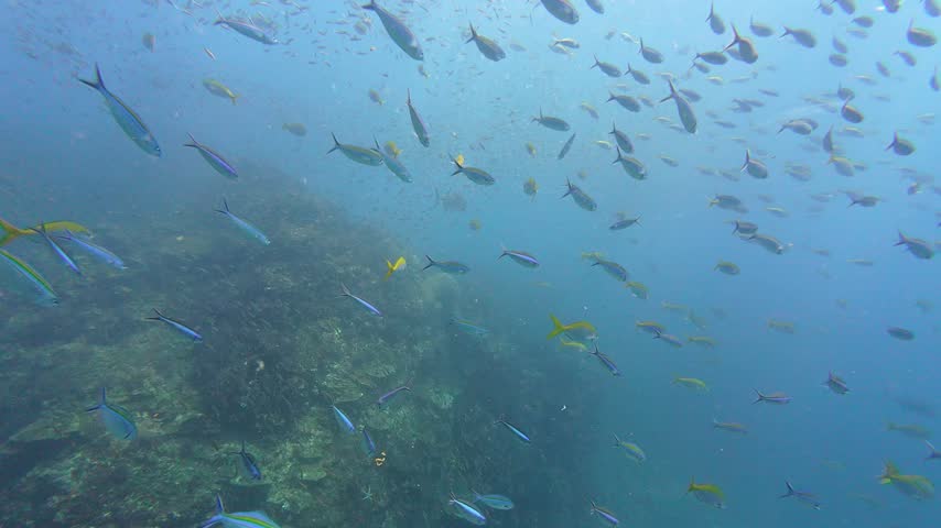 Richelieu Rock, Thailand: Underwater footage of a giant trevally swims among small glass fish and yellow snappers during a dive in the Richelieu Rock site in the Andaman sea 