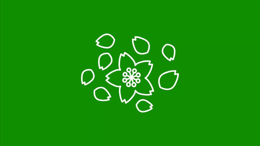 White line art cherry blossom flower with scattered falling petals animated on bright green screen background minimalist floral icon blooming nature spring sakura elegant simple outline drawing motion graphic element for overlay compositing seasonal decoration template