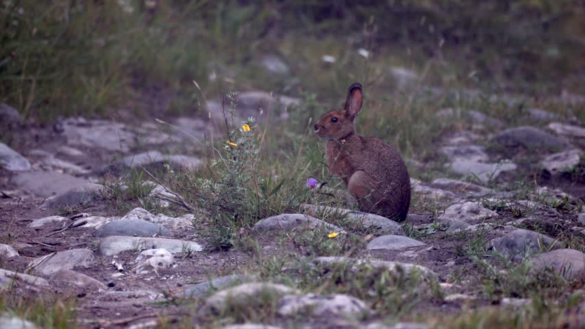 Brown summer long eared Snowshoe hare rabbit mammal eating wildflowers on rocky ground