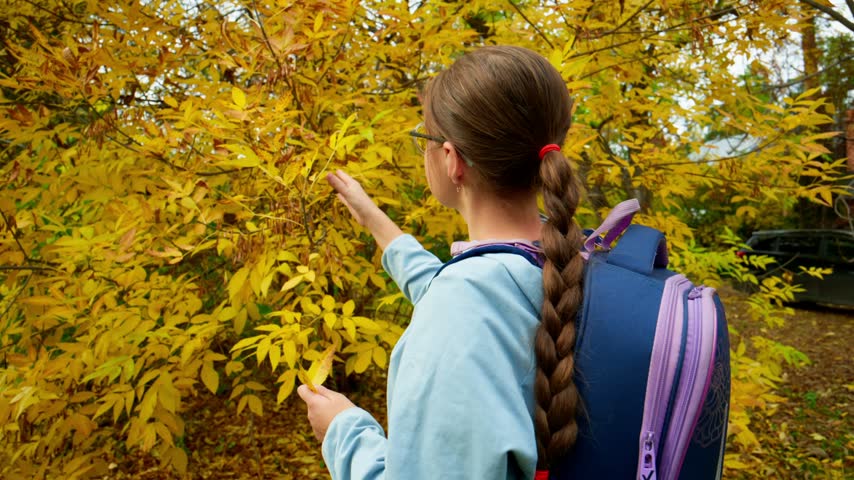 Girl with glasses and braids picks autumn leaves. She wears blue shirt and colorful backpack. Scene captures joyful outdoor exploration in golden foliage. Ideal for educational, nature