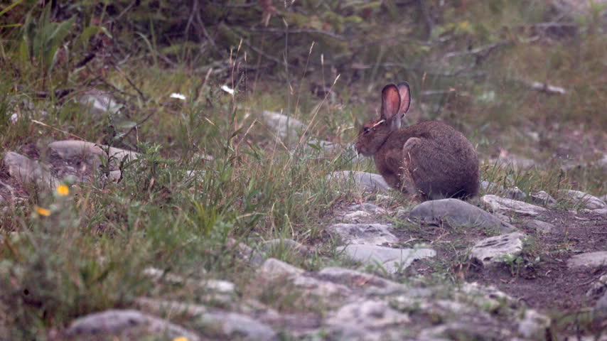 Brown summer long eared Snowshoe hare rabbit mammal eating wildflowers on rocky ground 3