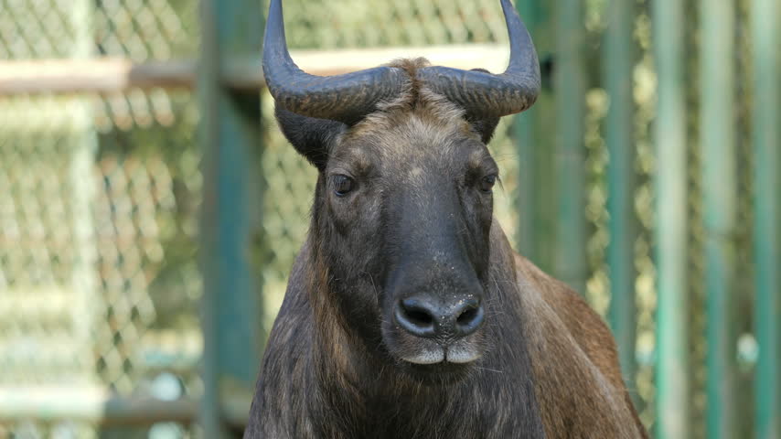 Mishmi takin. Latin name - Budorcas taxicolor taxicolor