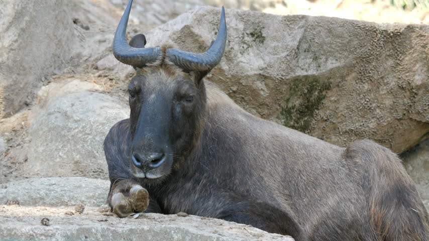 Mishmi takin. Latin name - Budorcas taxicolor taxicolor