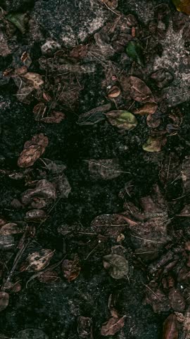 Detailed close-up view of a forest floor covered in damp earth, fallen leaves, twigs, and small pebbles, creating a natural textured pattern.