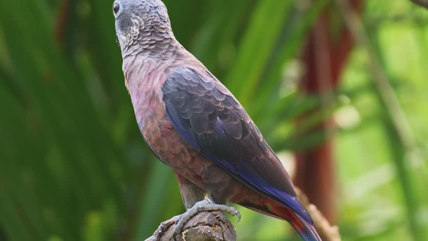 red fan parrot perched on branch close up wildlife nature scene